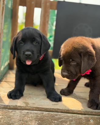 Labrador