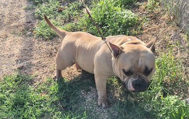 American bully pocket