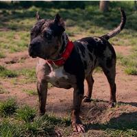 American Bully femmina