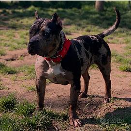 American Bully femmina