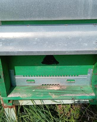 casette per apicoltura 