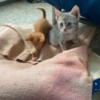 Gattini stupendi