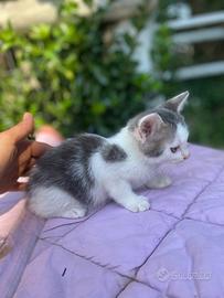 Gattini super coccolosi