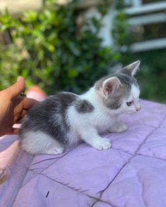 Gattini super coccolosi
