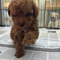 Cuccioli di barboncini teaukup