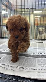 Cuccioli di barboncini teaukup