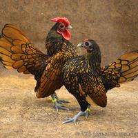 Uova anatre mignon bianch e galline sebright