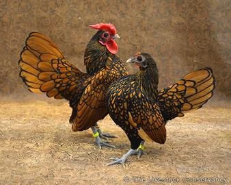 Uova anatre mignon bianch e galline sebright