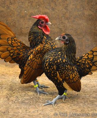 Uova anatre mignon bianch e galline sebright