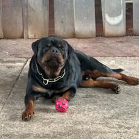 Rottweiler monta