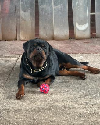 Rottweiler monta