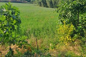 Vendita Terreno Agricolo Sant' Aquilina Rimini