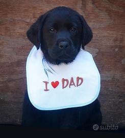 Labrador retriever