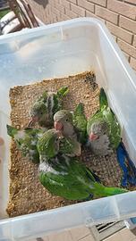 Pappagalli