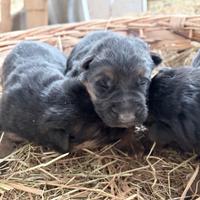 Cucciole pastore tedesco