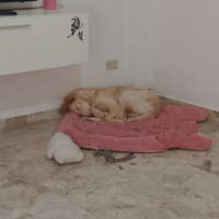 Aspetto