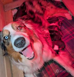 Cuccioli di pastore australiano con pedigree