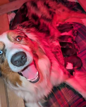 Cuccioli di pastore australiano con pedigree