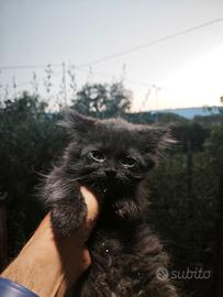 Gatto persiano