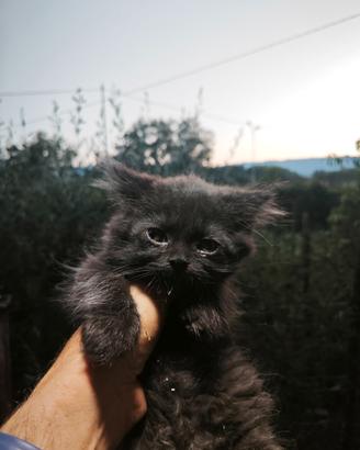 Gatto persiano