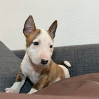 Bull terrier miniature