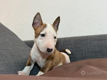Bull terrier miniature