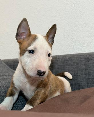 Bull terrier miniature