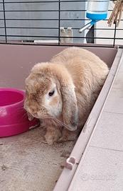 Coniglio ariete nano