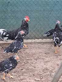 Galline ornamentali