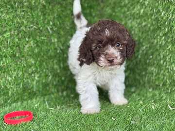 Lagotto romagnolo