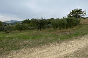 Uliveto a Lugnano in Teverina