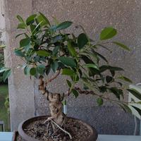 bonsai Ficus Retusa 