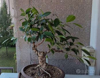 bonsai Ficus Retusa 