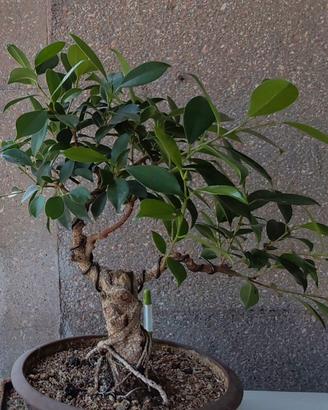 bonsai Ficus Retusa 