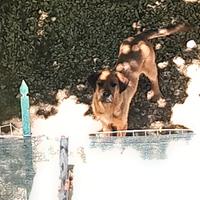 Cane maschio media grandezza meticcio