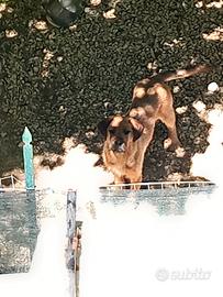 Cane maschio media grandezza meticcio