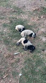 Cagnolini trovati