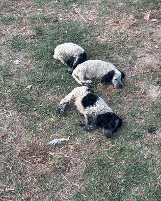 Cagnolini trovati