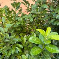 Piante di Lauro