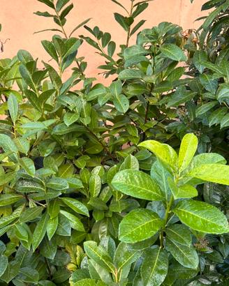 Piante di Lauro