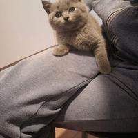 Micini gattini cuccioli British shorthair