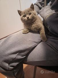 Micini gattini cuccioli British shorthair