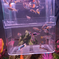Guppy