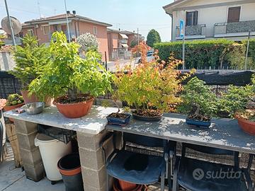 pre bonsai + vasi