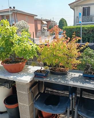 pre bonsai + vasi