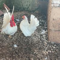 Galline