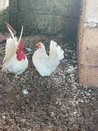 Galline