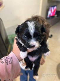 Splendidi cuccioli incrocio maltese