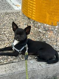 Chihuhua per monta