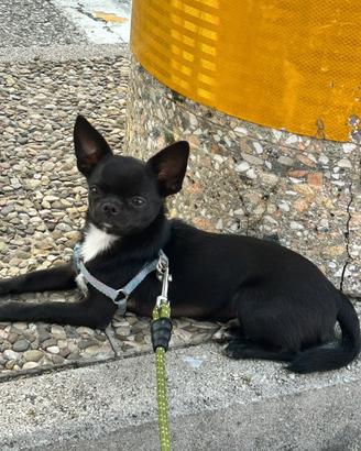 Chihuhua per monta